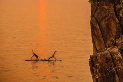 Starboard SUP 12' X 34" Go ASAP 2022 9 Starboard SUP 12' X 34" Go ASAP 2022 -Paddle Sports Shop 2022 go allround Stand Up Paddle Board Starboard SUP Key Feature flat standing area 2 58970.1682724980